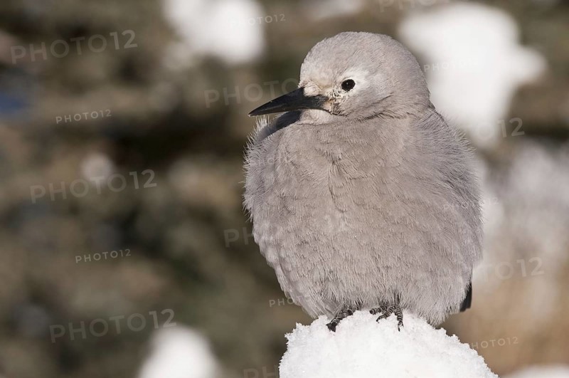 Clark's Nutcracker