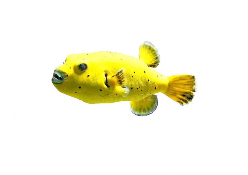 Blackspotted puffer