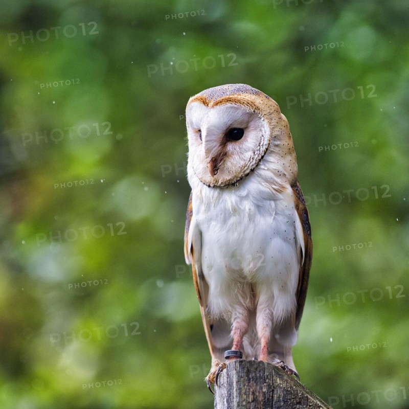 Common barn owl