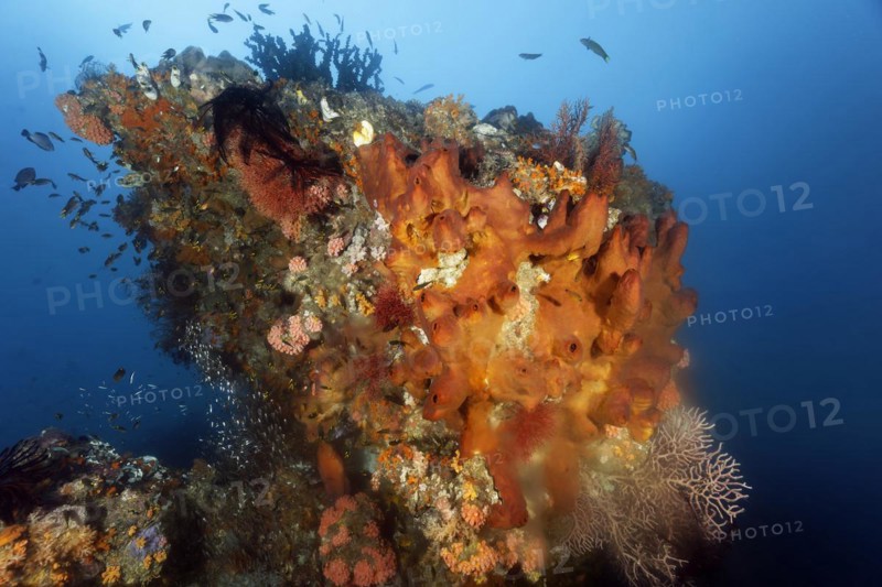 Coral block with sponge