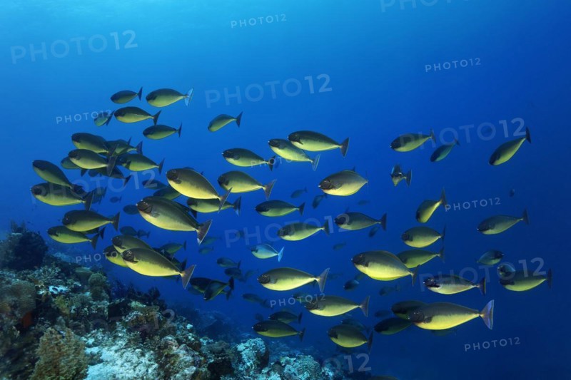 Shoal of smooth bluetail unicornfish