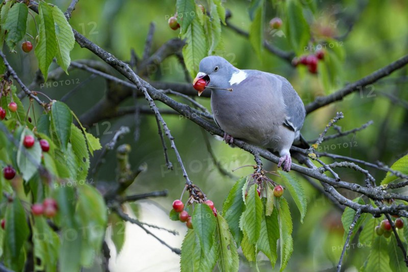 Common wood pigeon