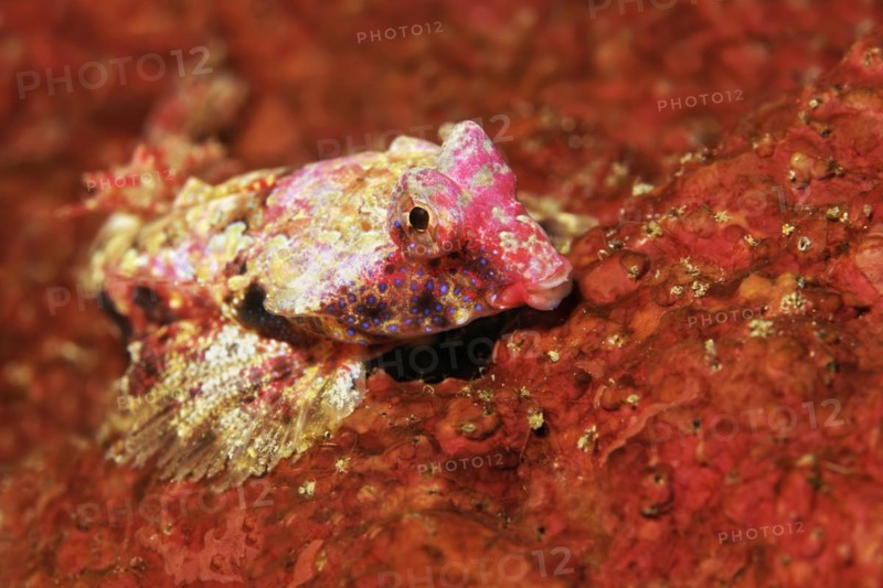 Bartels dragonet