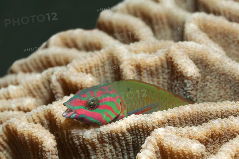 Moon wrasse