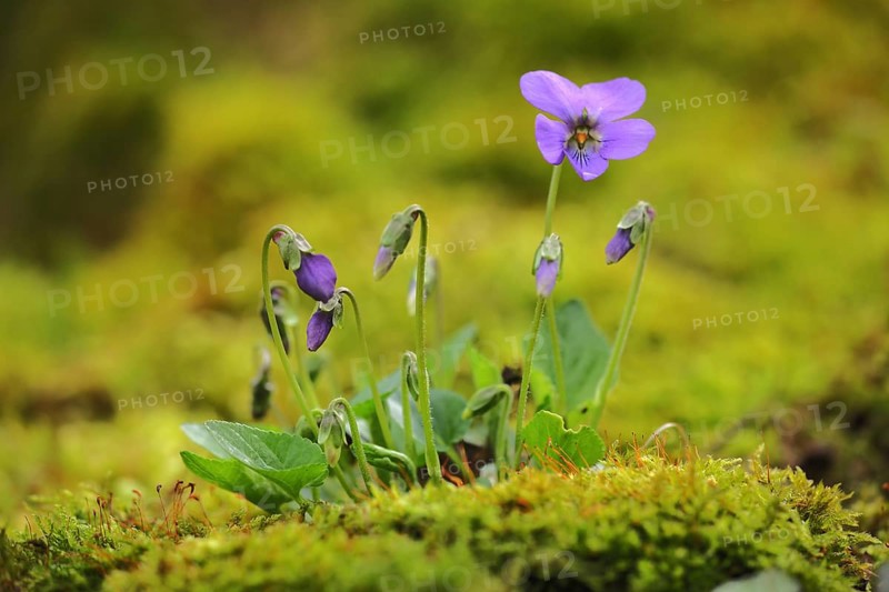 Perennial early-dog violet