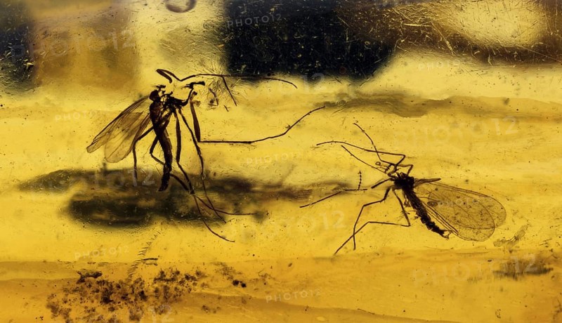 40 MYO Male & Female Mosquitoes in Amber
