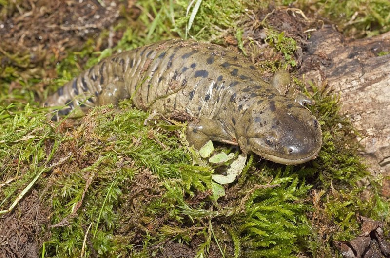 Tiger salamander