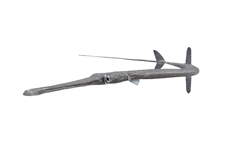 Bluespotted cornetfish