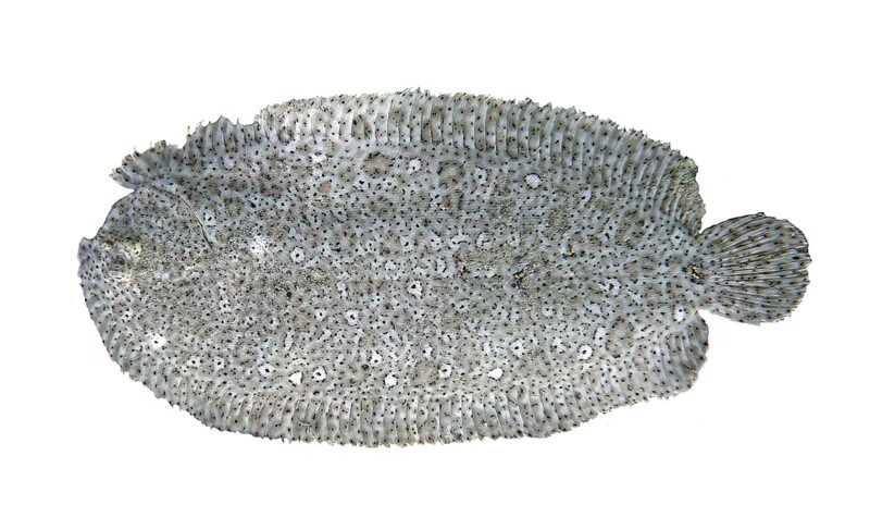 Finless sole