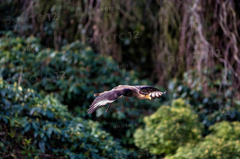 Southern crested caracara