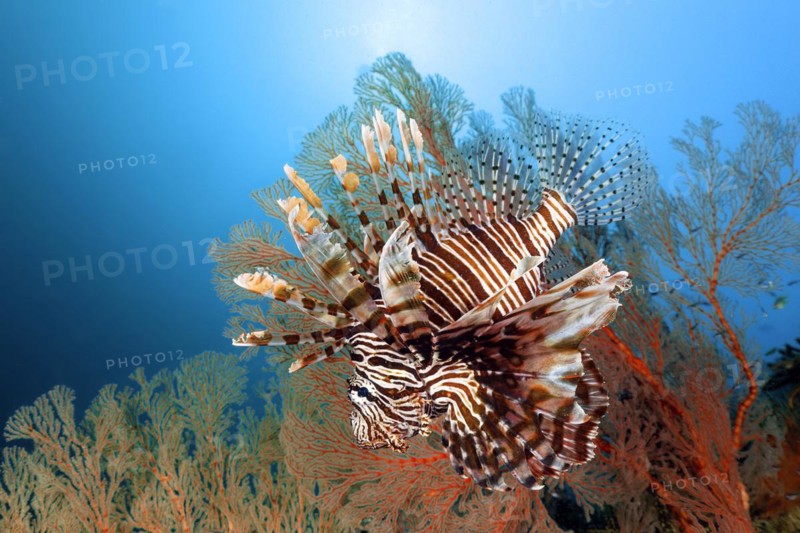 Common lionfish