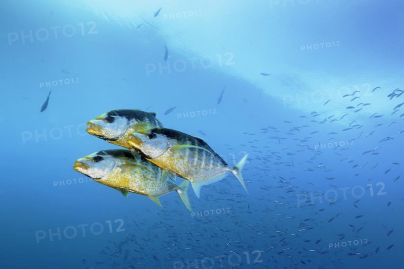 Three orange spotted orange-spotted trevally