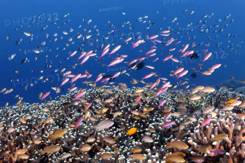 Mixed shoal
