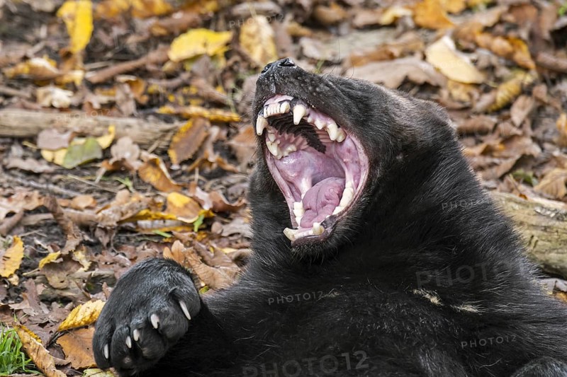 Wolverine
