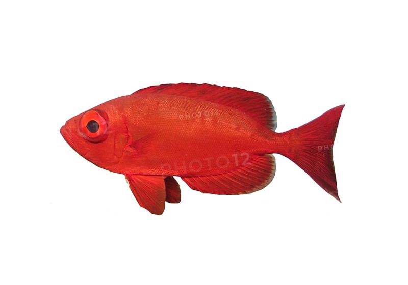 Common bigeye