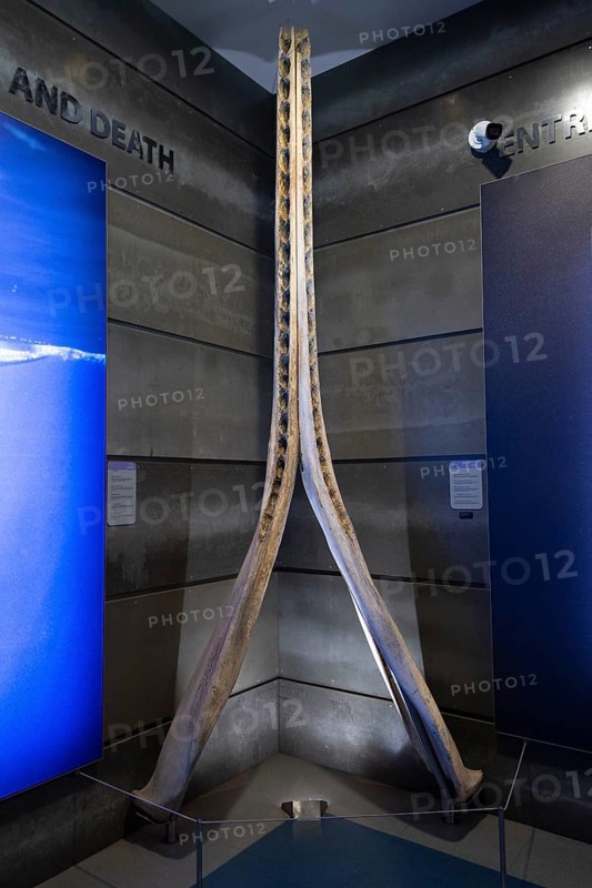 Lower jaw of a sperm whale