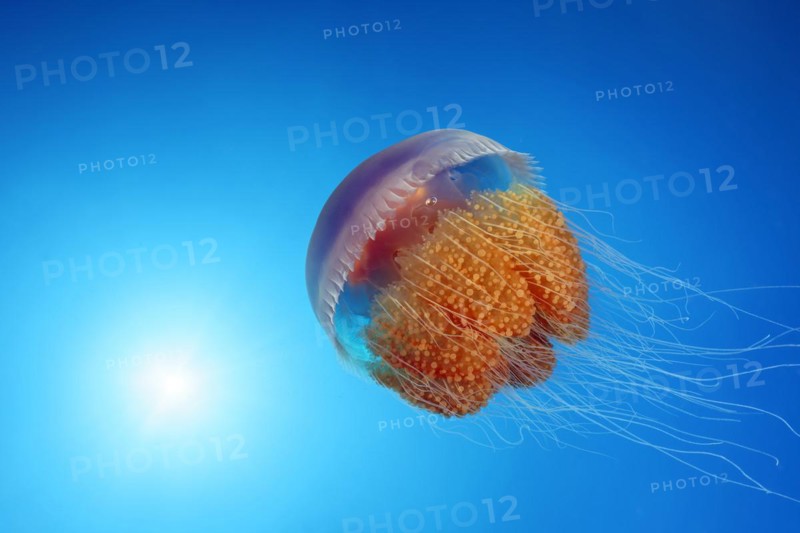 Umbrella jellyfish or scyphozoans