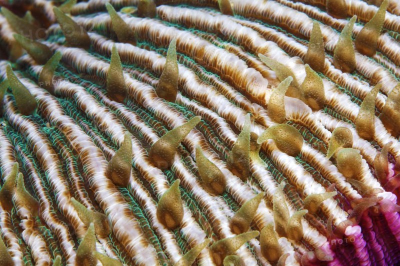 Mushroom coral