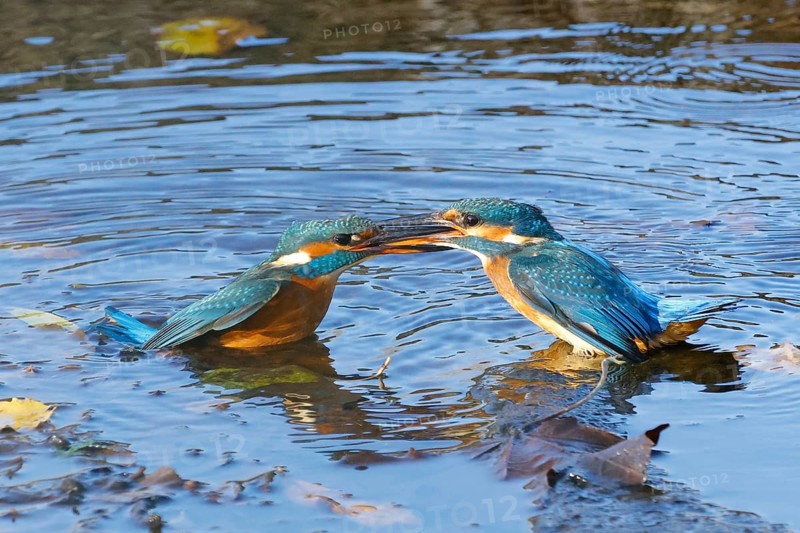 Two common kingfishers