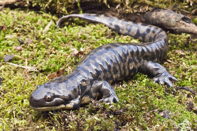 Tiger salamander