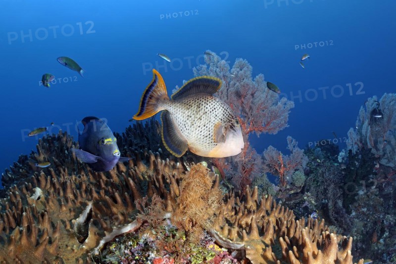 Middle Yellow-masked triggerfish