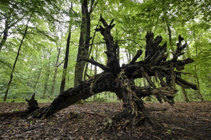Beech forest in spring
