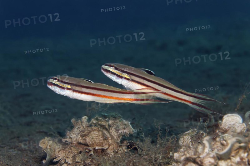 Pair of double-striped sand goby
