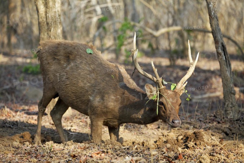 Javan rusa