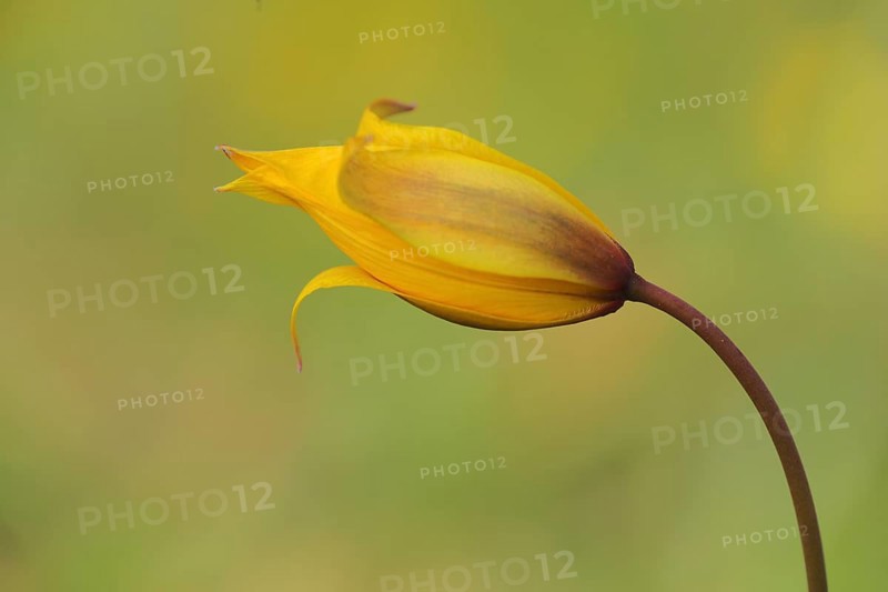 Wild tulip