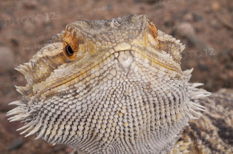Inland or central bearded dragon