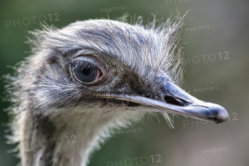 Greater rhea