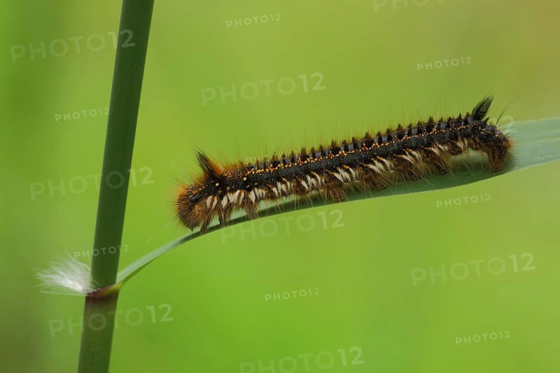 Caterpillar of drinker moth