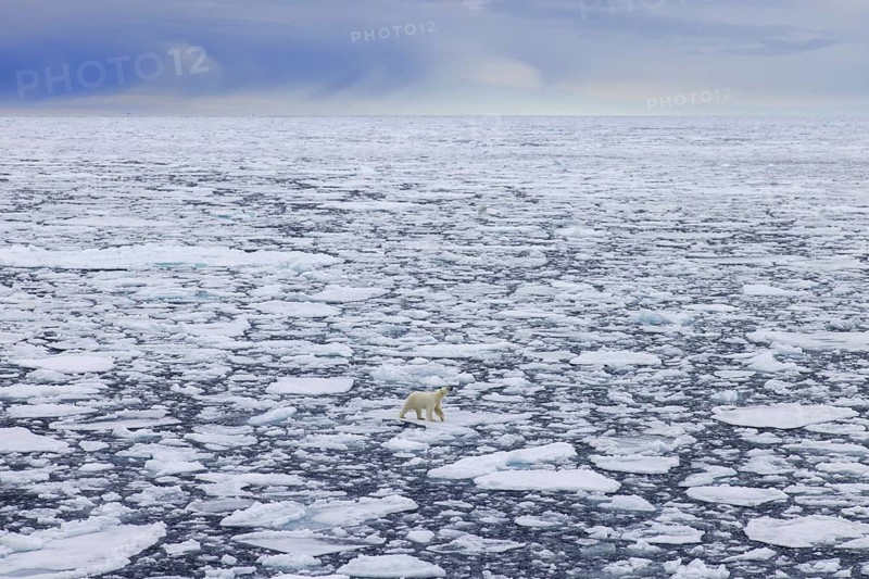 Lone polar bear