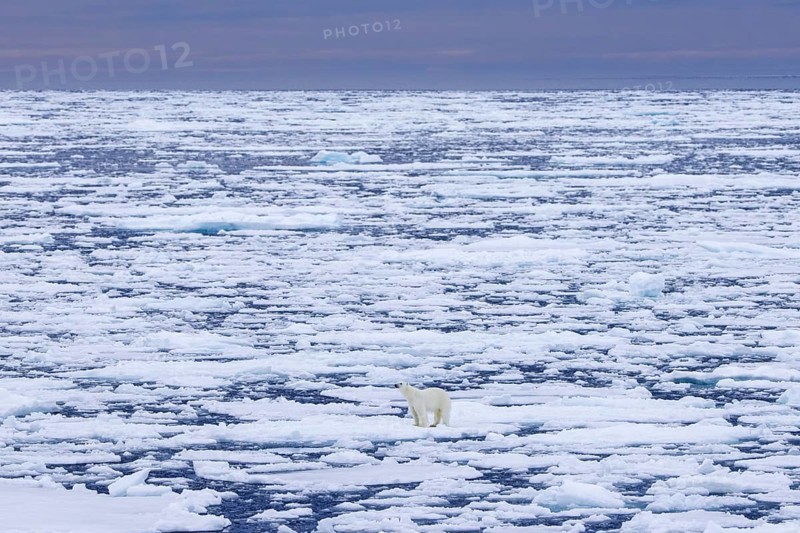 Lone polar bear