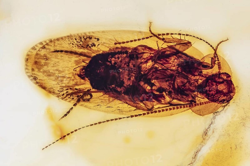 Cockroach in Amber