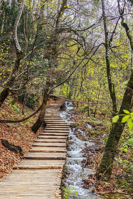 Wooden path and stream