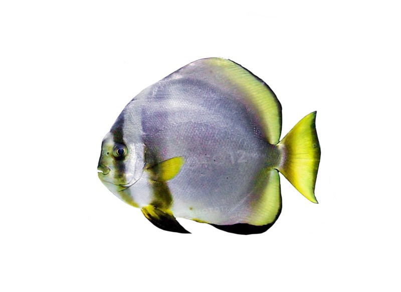 Orbicular batfish