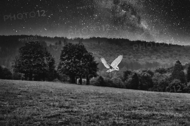 Common barn owl