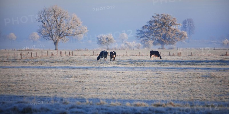 Dune landscape with cows and hoarfrost near Mehr