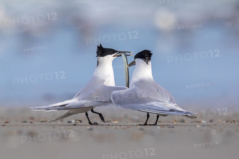 Sandwich Tern