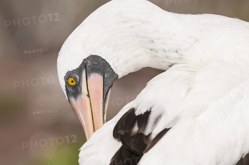 Nazca Booby