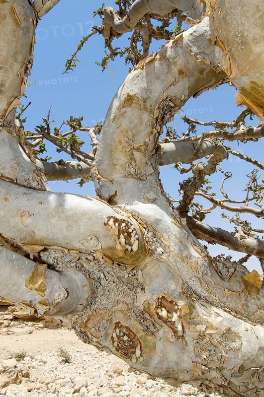 Frankincense