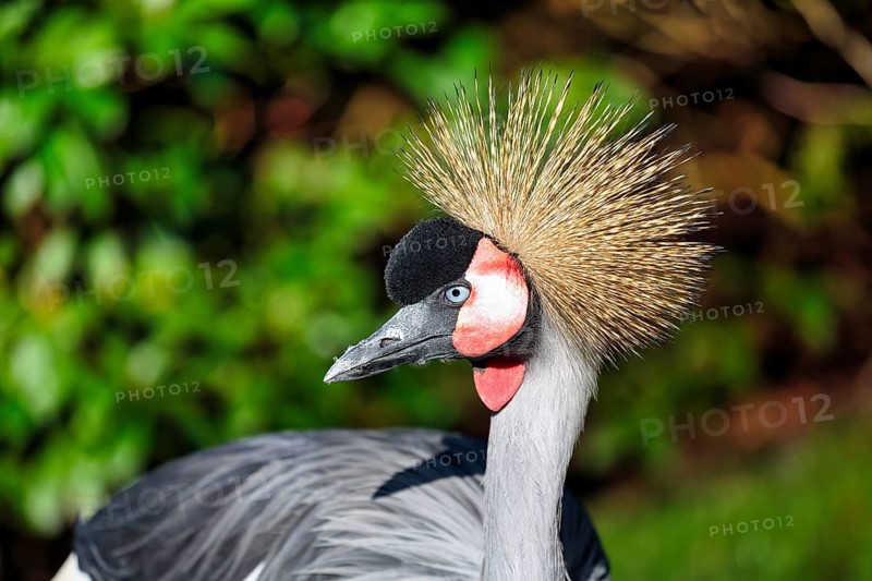 Grey gray crowned-crane