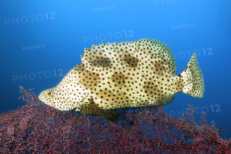 Pantherfish
