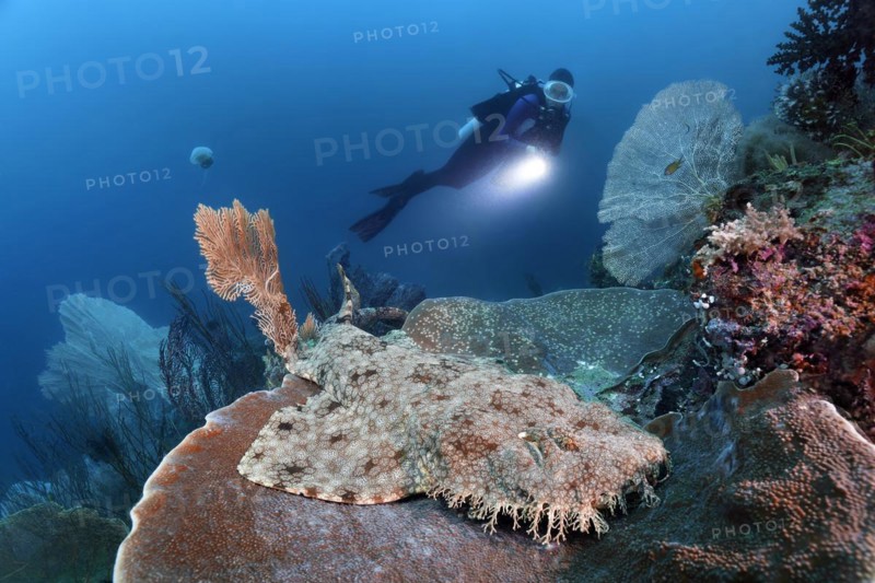 Diver observes tasselled wobbegong