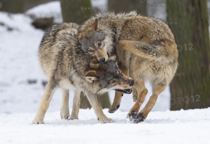 Algonquin wolf