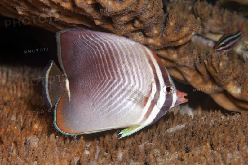 Pacific baroness butterflyfish