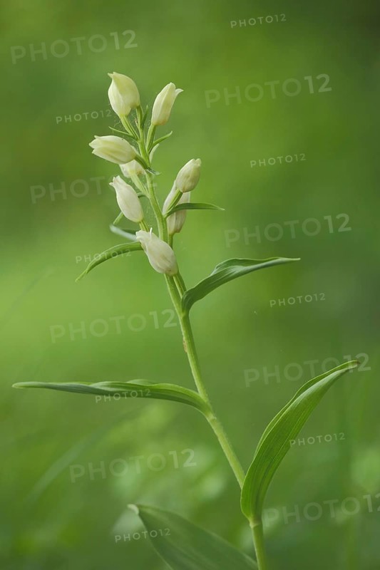 White white helleborine