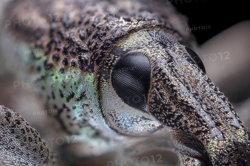 Compound Eye