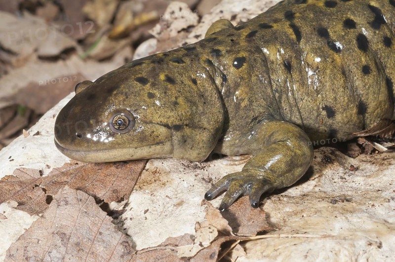 Gray tiger salamander